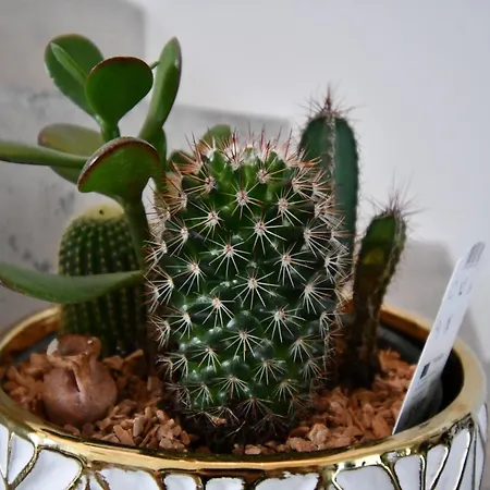 Maison De Village Renovee ! * Le Grau-du-Roi